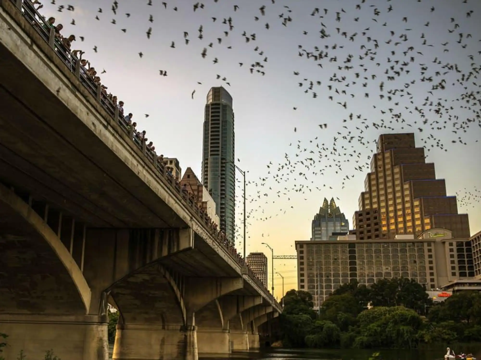 Congress Avenue Bat Bridge Colony