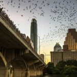 Congress Avenue Bat Bridge Colony