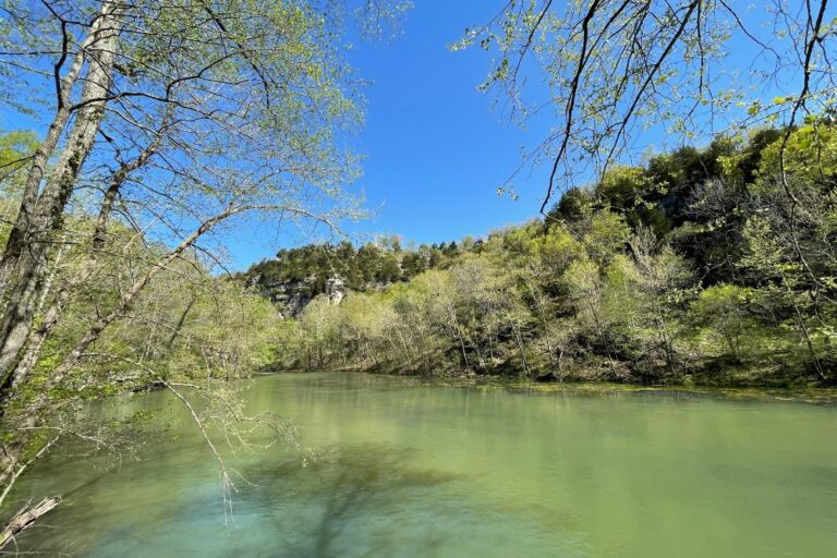 a river amongst trees