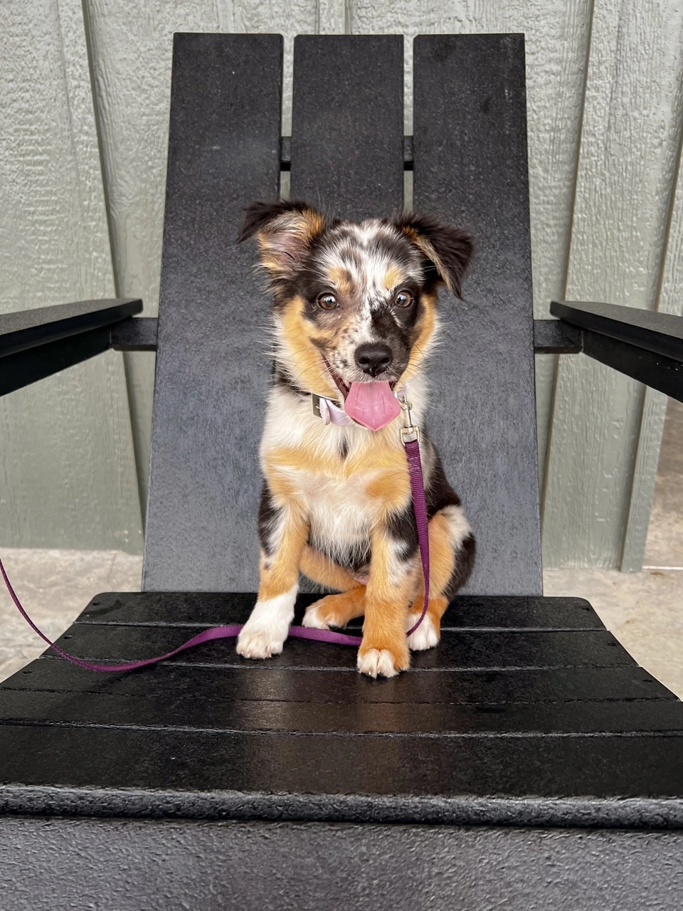Petfriendly RV resort at Horseshoe Ridge in Wimberley TX